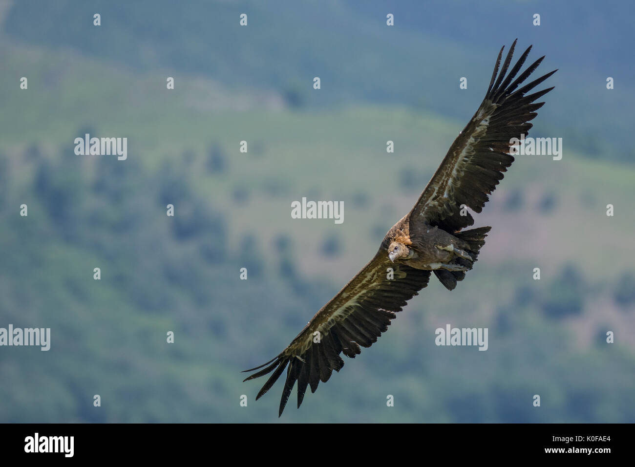 Gänsegeier Stockfoto