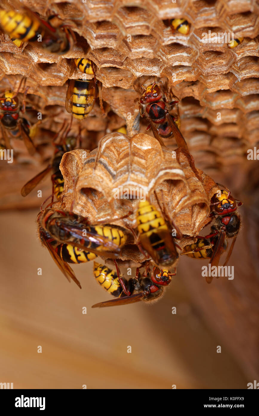 Big Wespen - Hornissen - Bauen ein Nest. Stockfoto