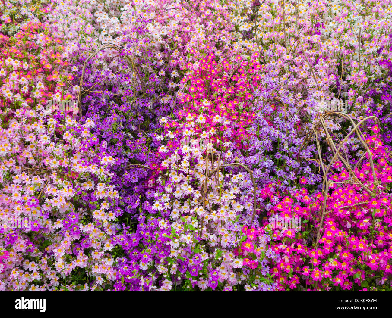 Bunte Blume Grenze Stockfoto