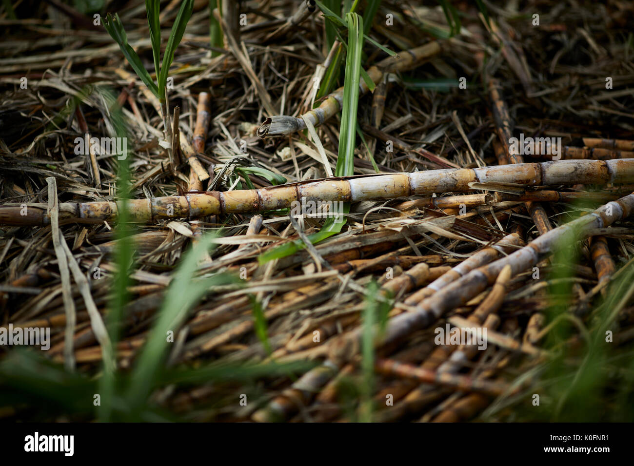 Kuba, Kuba, Cardenas, Open air Zuckerrohr Gras im Museum farm Plantage Stockfoto