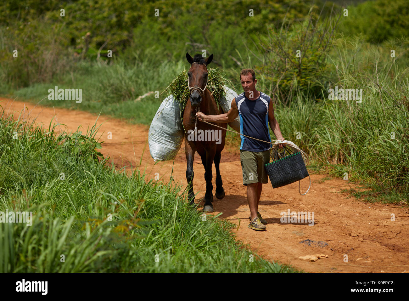 Kuba, Kuba, Cardenas, Dorfbewohner zu Fuß mit seinem Pferd auf Feldweg Stockfoto