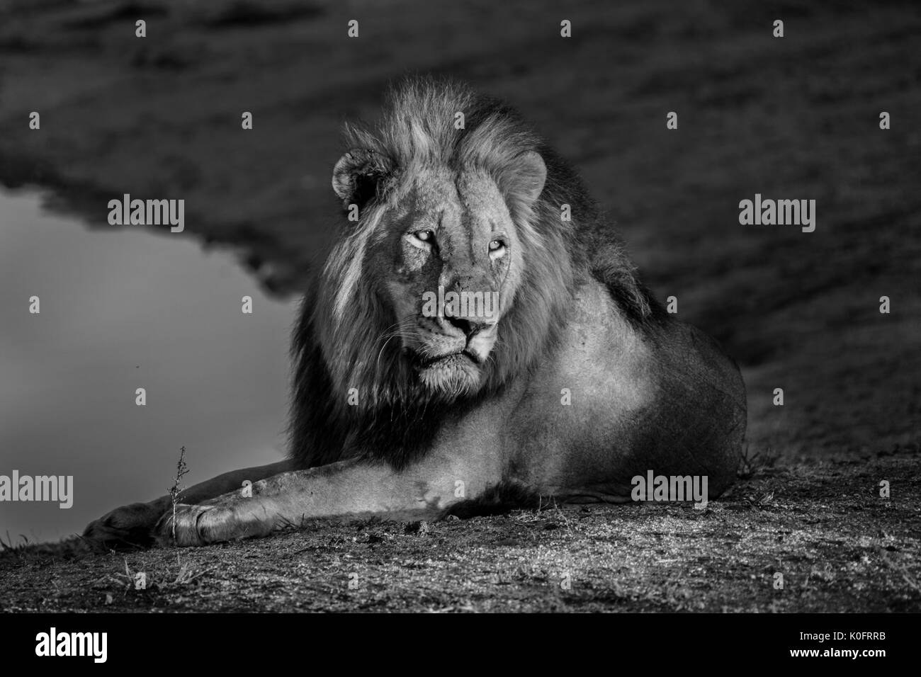 Löwen in freier Wildbahn Stockfoto