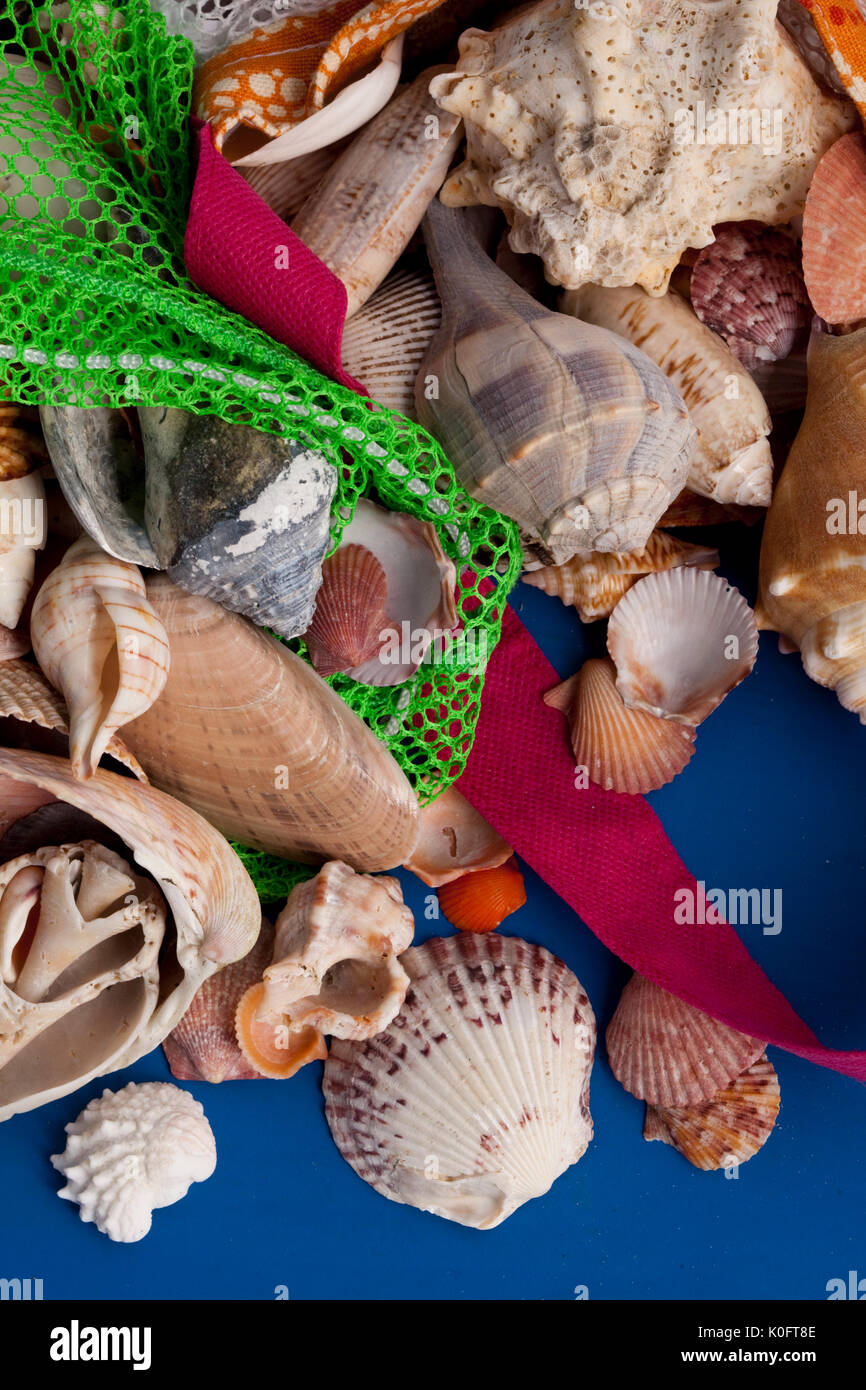 Shells von Sanibel Island, Florida gesammelt Stockfoto