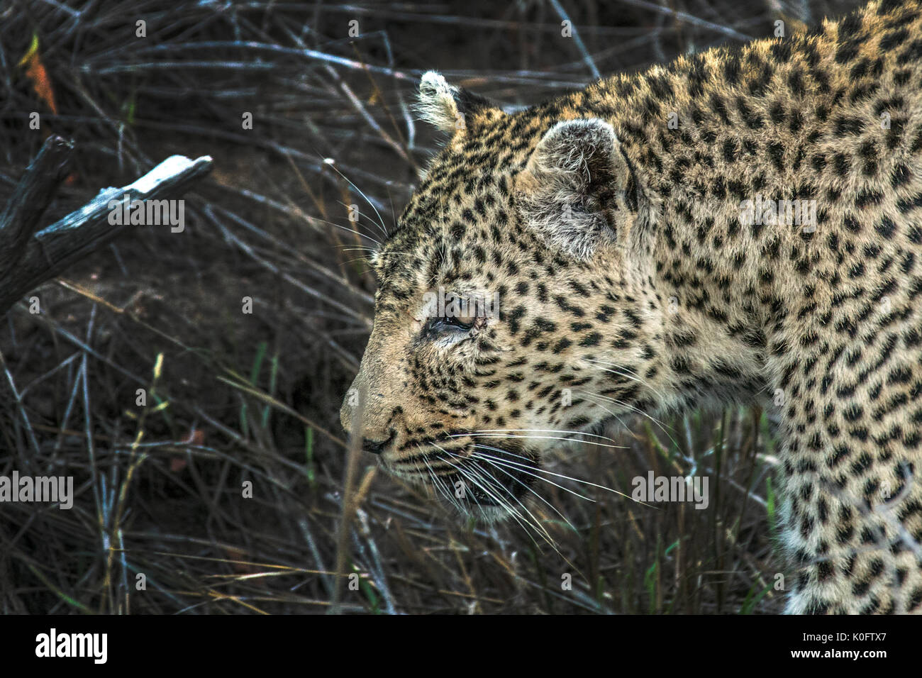 Leoparden in Südafrika Stockfoto