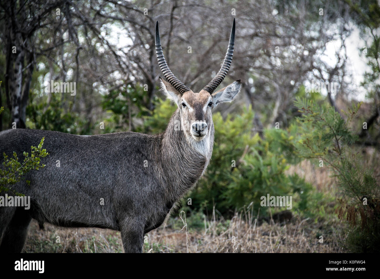 Wasser Buck in der Savanne Stockfoto