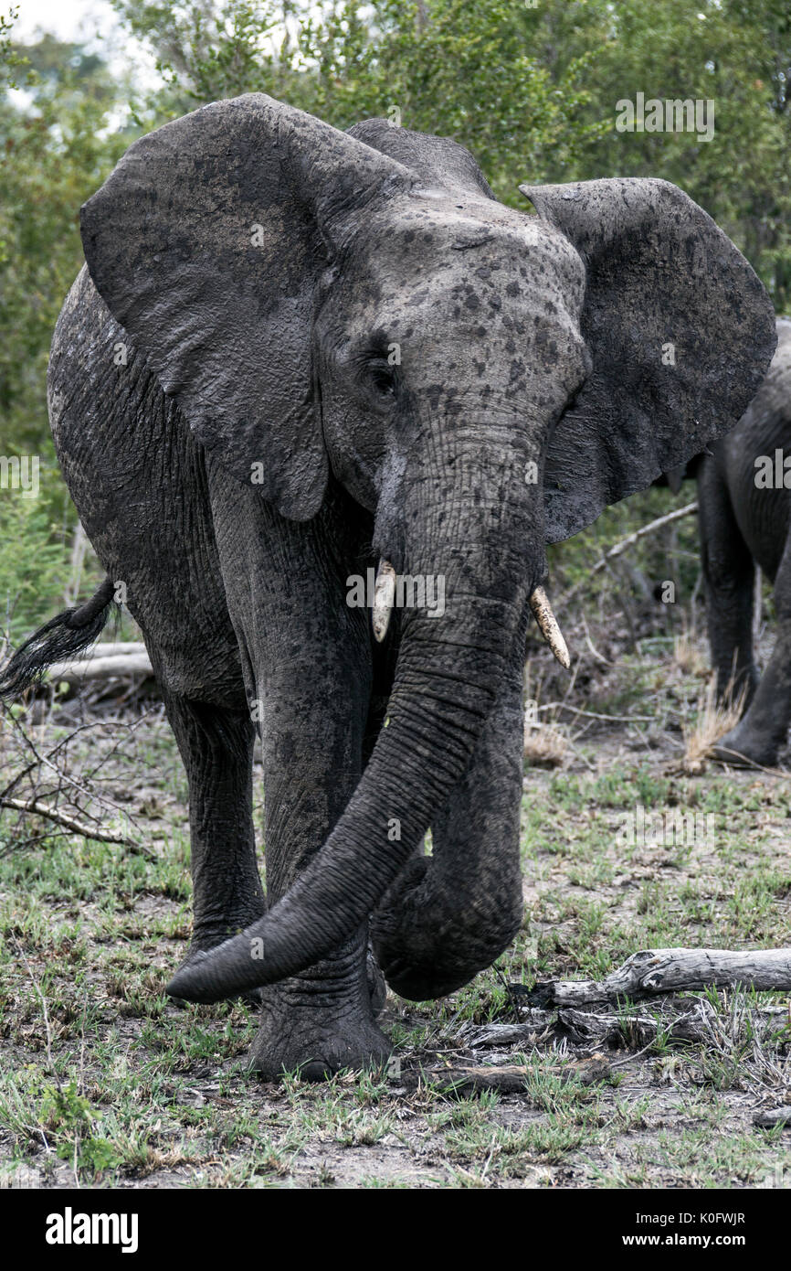 Elefanten in Südafrika auf Safari Stockfoto