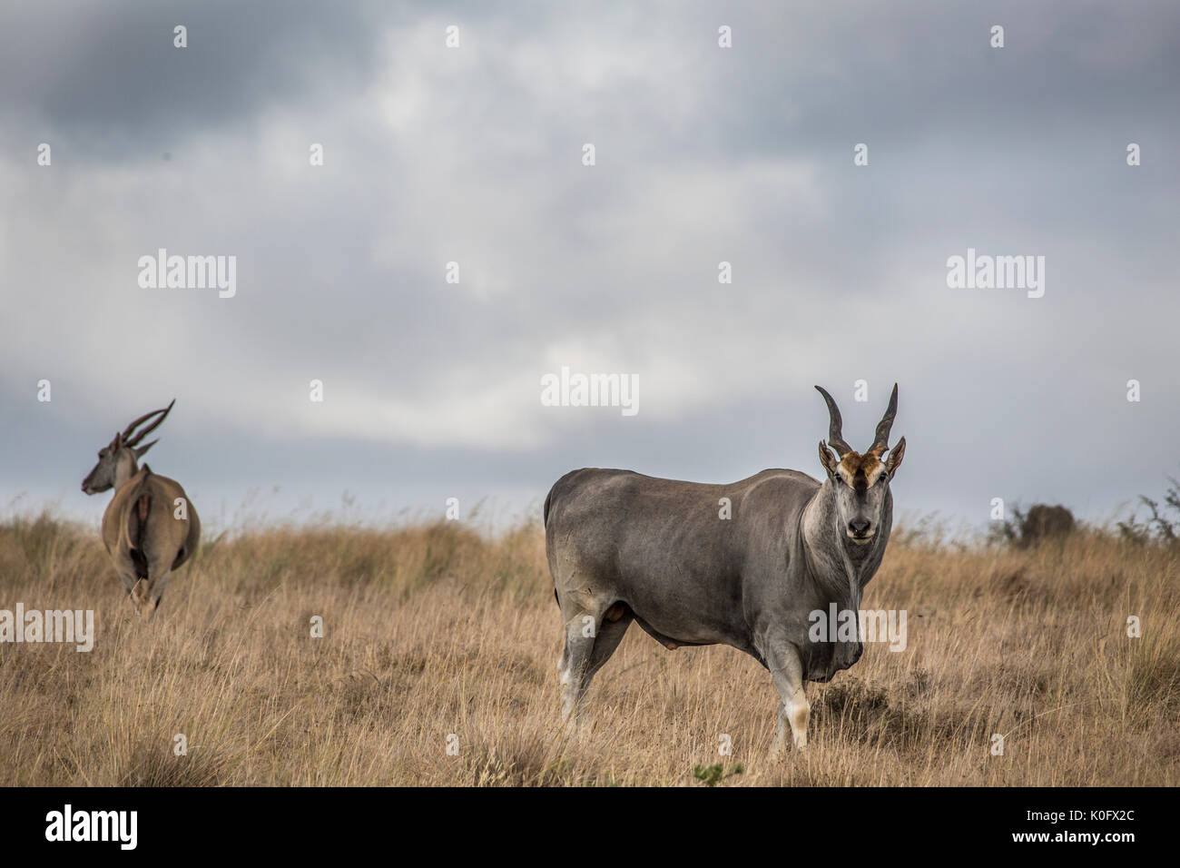 Elands auf der Savannah Stockfoto