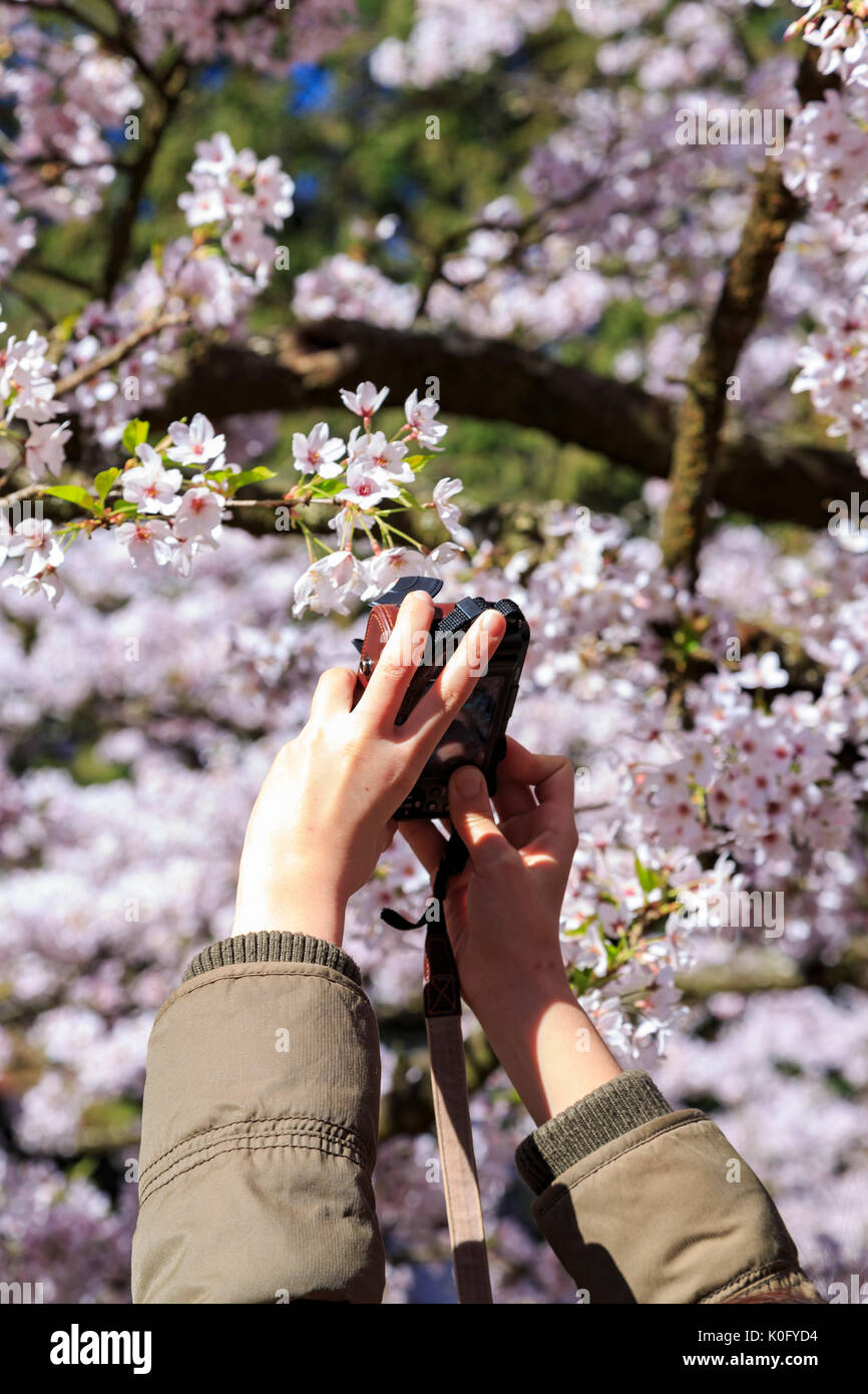 Frau Hand, denn Bild von cherry tree blossom in Alishan National Scenic Area, Taiwan Stockfoto