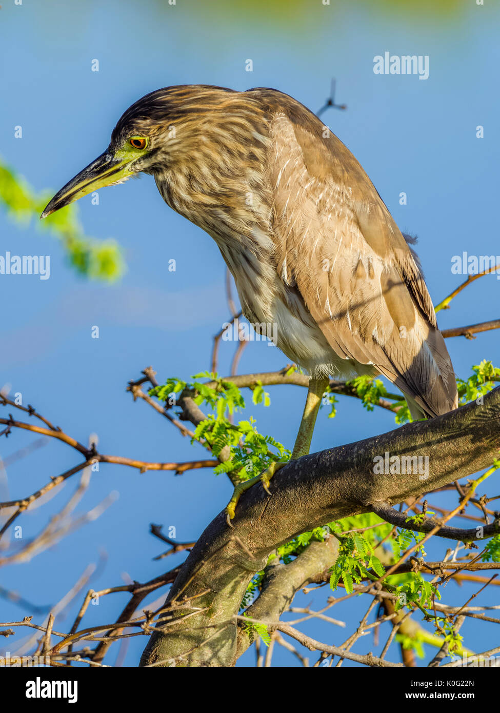 Juvinial Black-Crowned Night Heron auf Maui, Hawaii Stockfoto