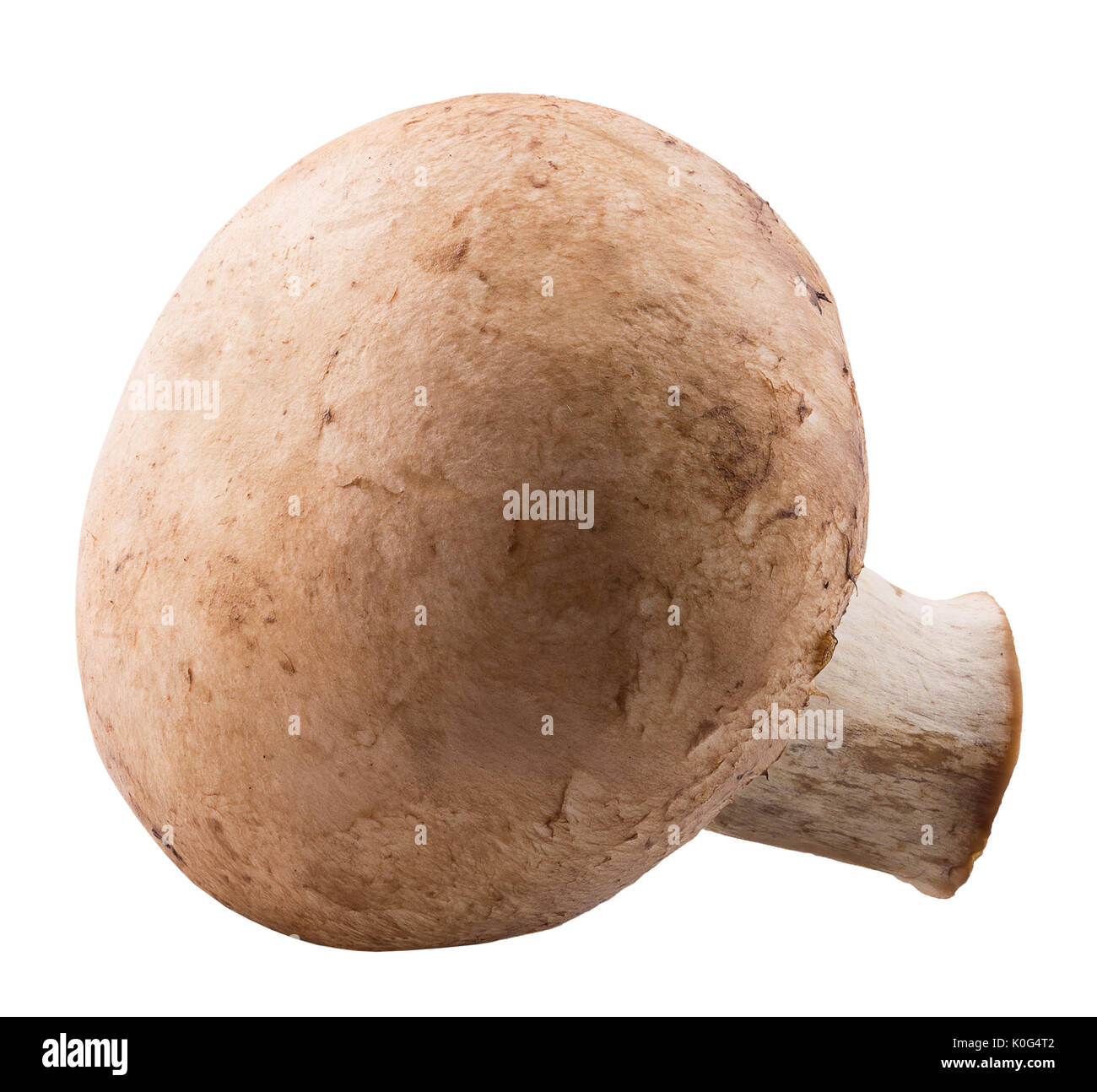 Weiß Pilz auf einem weißen Hintergrund. Stockfoto