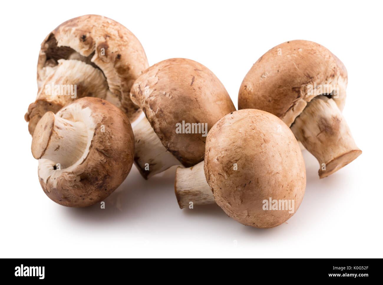 Weiße Pilze auf einem weißen Hintergrund. Stockfoto