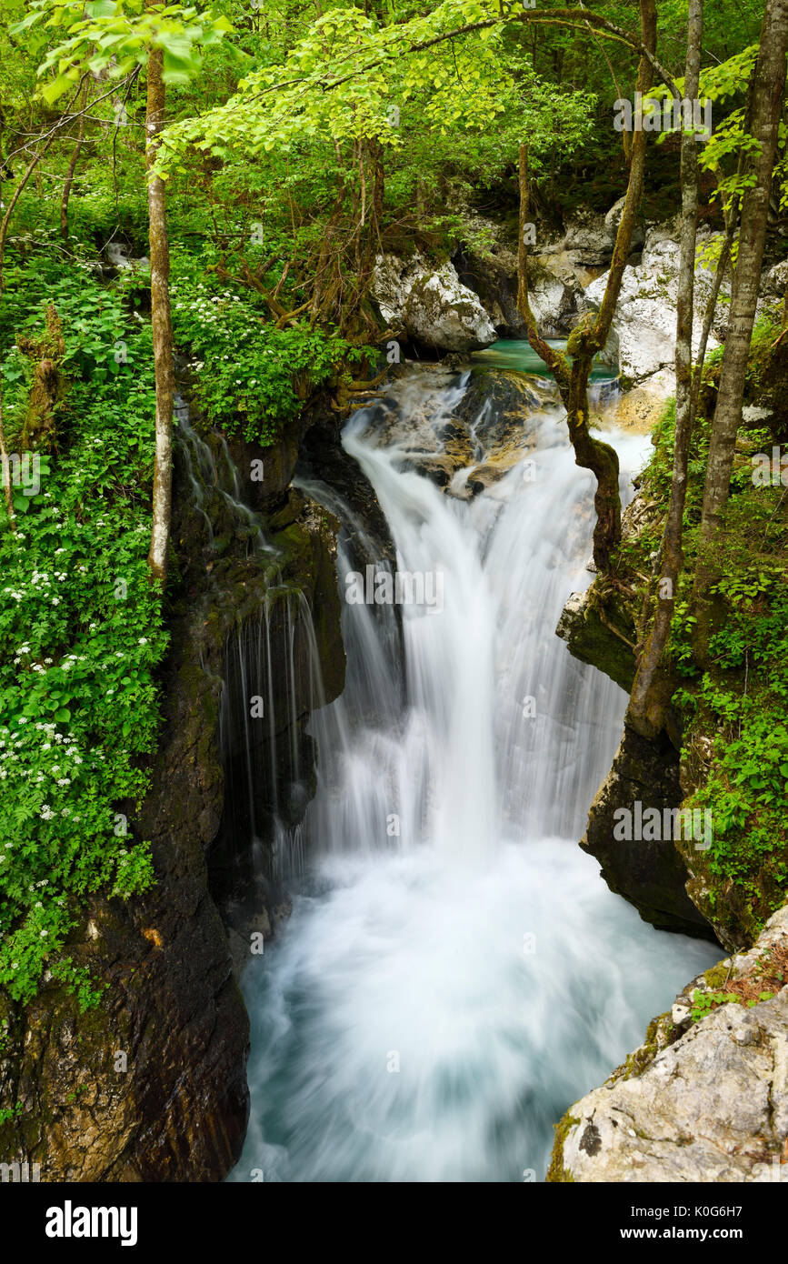 Frische grüne Wald im Frühling am Lepenica River Gorge an Sunikov Vodni Gaj Naturschutzgebiet im Triglav Nationalpark Julische Alpen Slowenien Lepena Tal Stockfoto