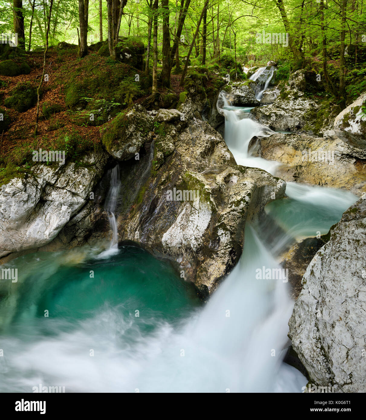 Grünen Wald und Pool im Frühjahr am Lepenica River bei Sunikov Vodni Gaj Naturschutzgebiet im Triglav Nationalpark Julische Alpen Slowenien Lepena Tal Stockfoto