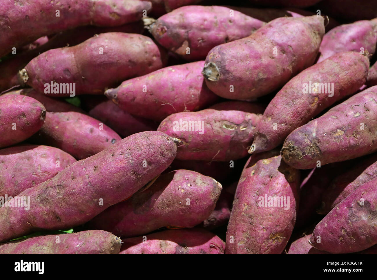 Heap ungekochten Lila Süßkartoffeln, Textur Hintergrund Stockfoto