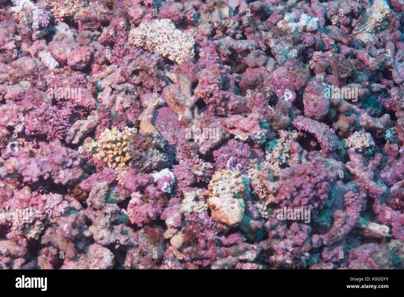 Rhodolith Rhodolith Meeresboden Unterwasser Queimada Grande Island, südöstliche Küste Brasiliens Stockfoto