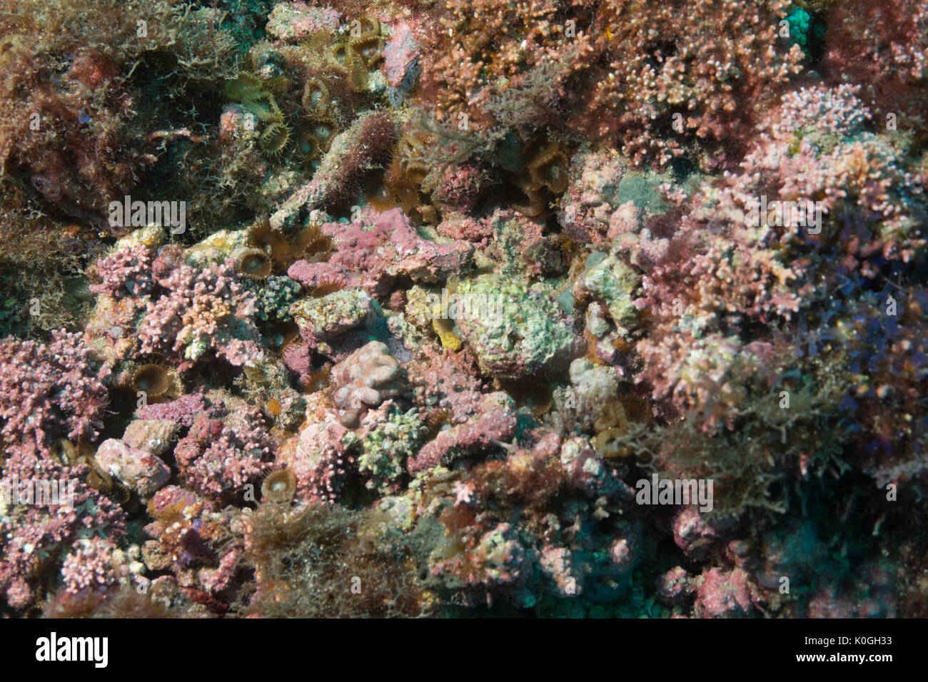 Rhodolith rhodolith Bett unterwasser Queimada Grande Insel, Südosten Brasiliens Küste Stockfoto