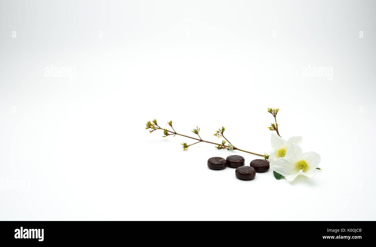 Kräutermedizin Lutschtabletten zur Linderung Husten in der Nähe von weißen Blüten und Zweig auf weißem Hintergrund mit kopieren. Stockfoto