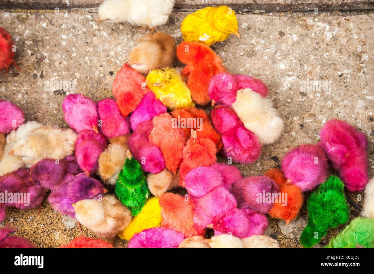 Künstlich gefärbt Küken für Verkauf an den Vogel- und Tierarten Markt in Denpasar, Bali, Indonesien. Stockfoto