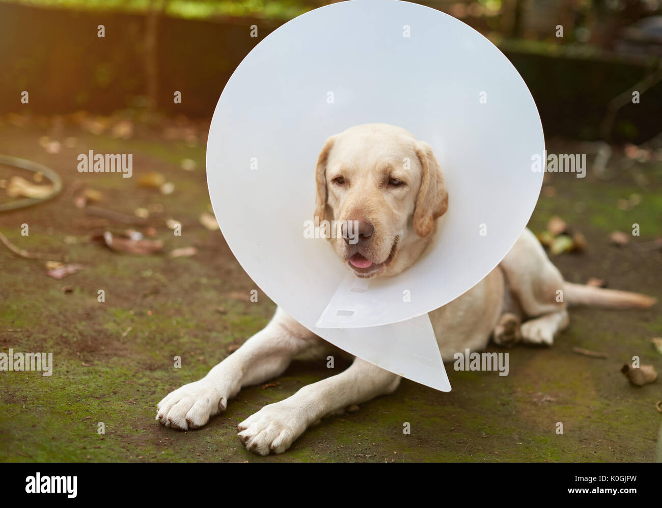 Sick Labrador Hund mit Konus kragen Wiederherstellen nach Tierarzt prüfen Stockfoto