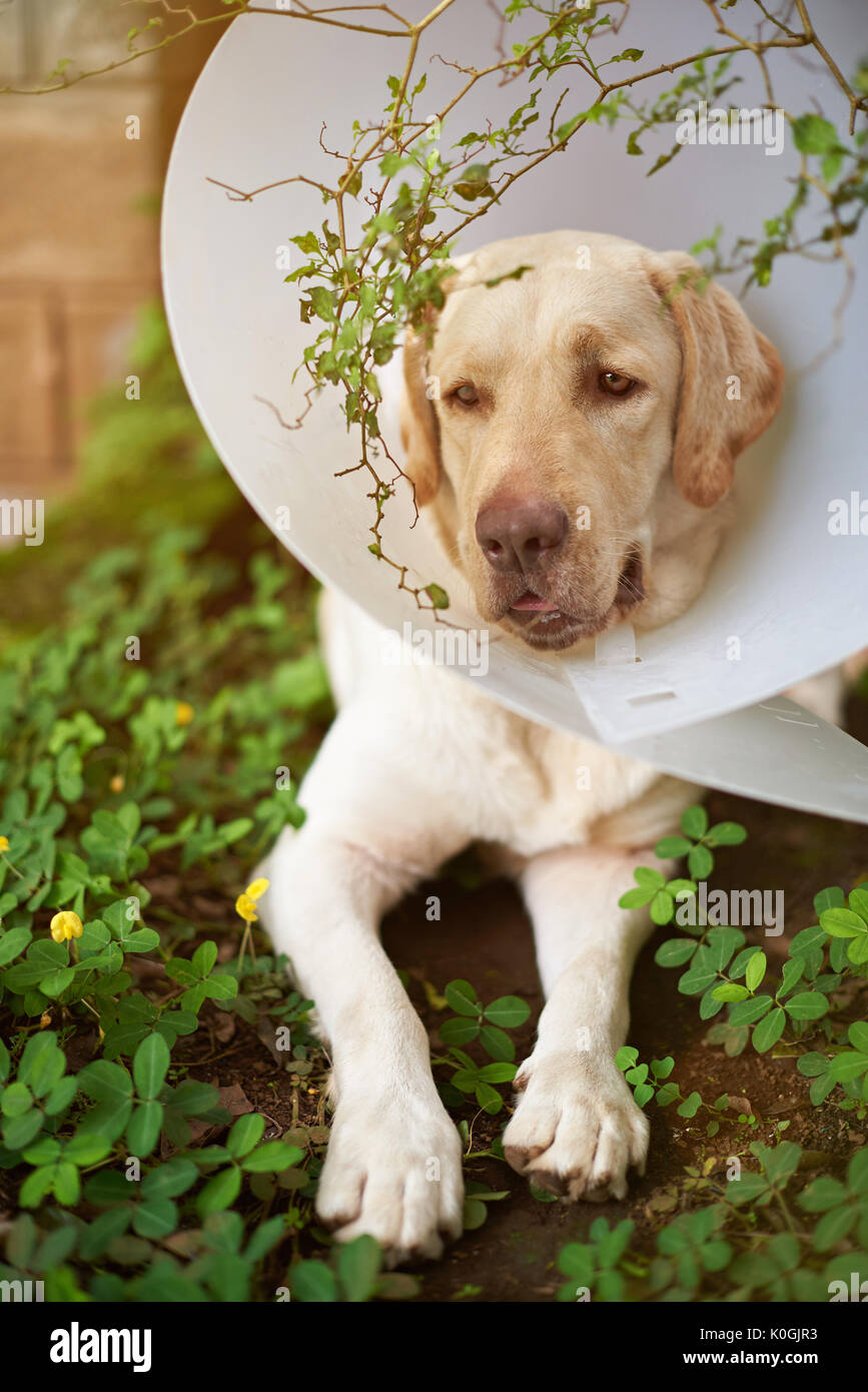 Heilung Labrador Hund mit kunststoffkegel Kragen Stockfoto