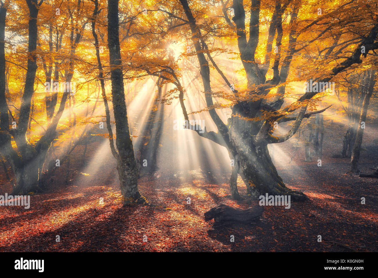 Magische alten Wald mit Sonnenstrahlen am Morgen. Erstaunlich Wald im Nebel. Bunte Landschaft mit nebligen Wald, gold Sonnenlicht, orange Laub bei Sonnenaufgang Stockfoto