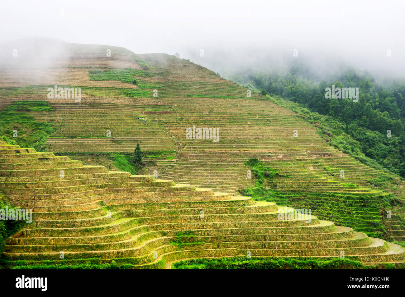 Nebelig mystische Reis terrasse Landschaft in Longsheng, China, Asien Stockfoto