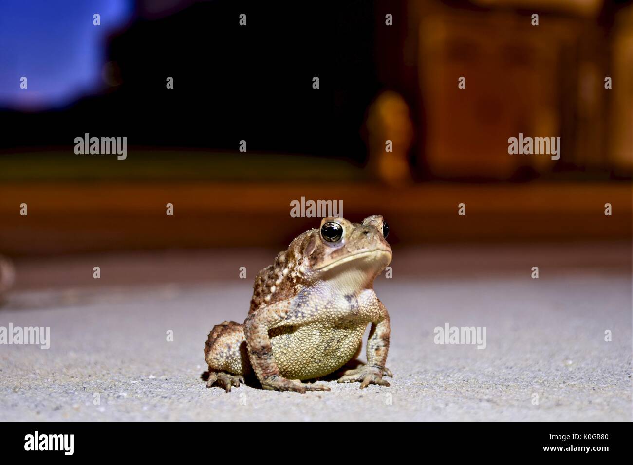 Amerikanische Kröte (Anaxyrus Americanus) Stockfoto