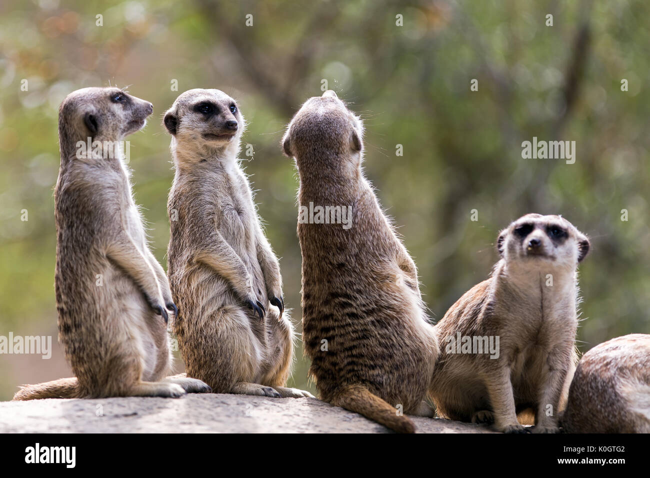 Gruppe von Erdmännchen im Freien in einem Zoo Stockfoto