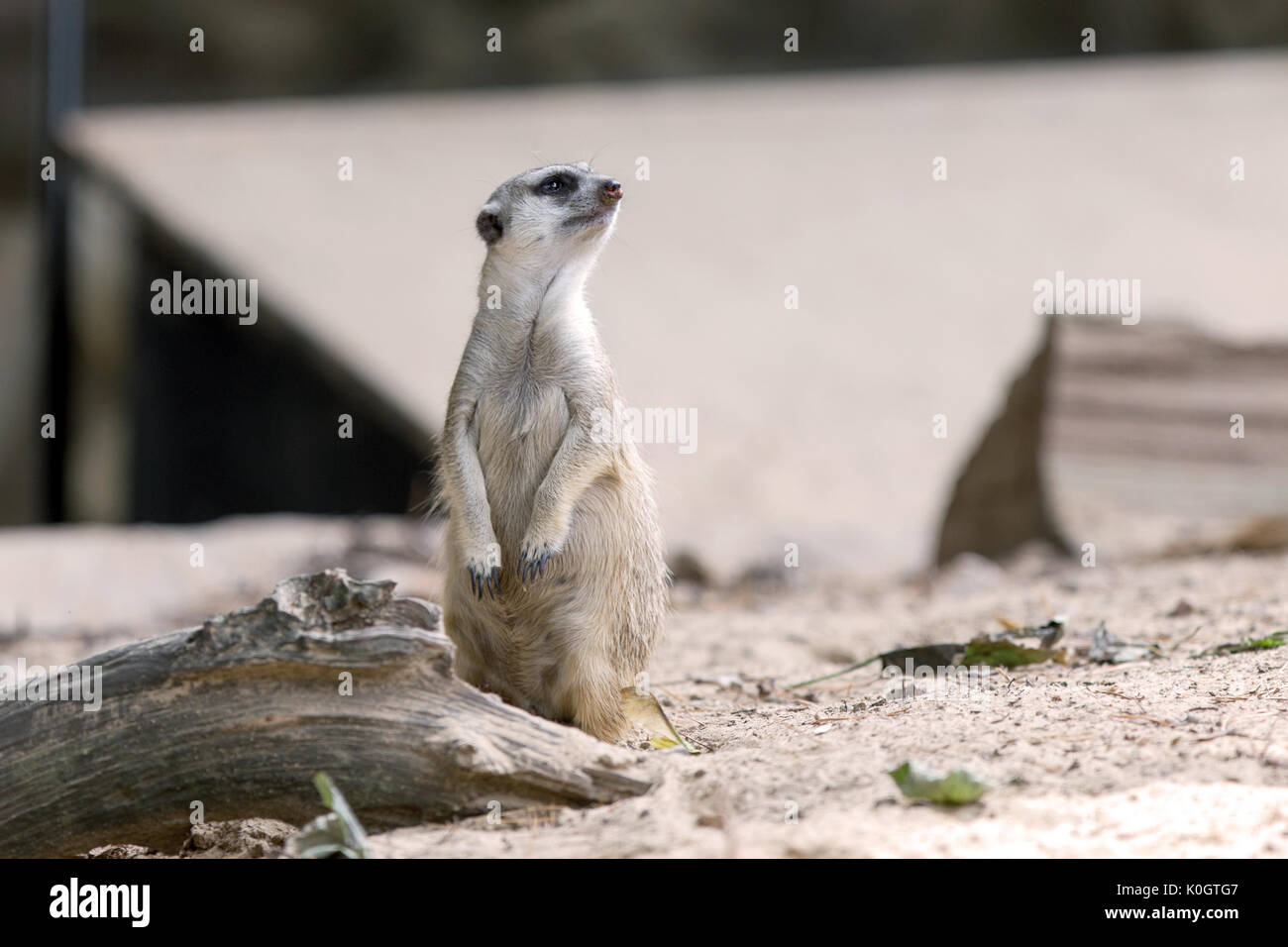 Gruppe von Erdmännchen im Freien in einem Zoo Stockfoto