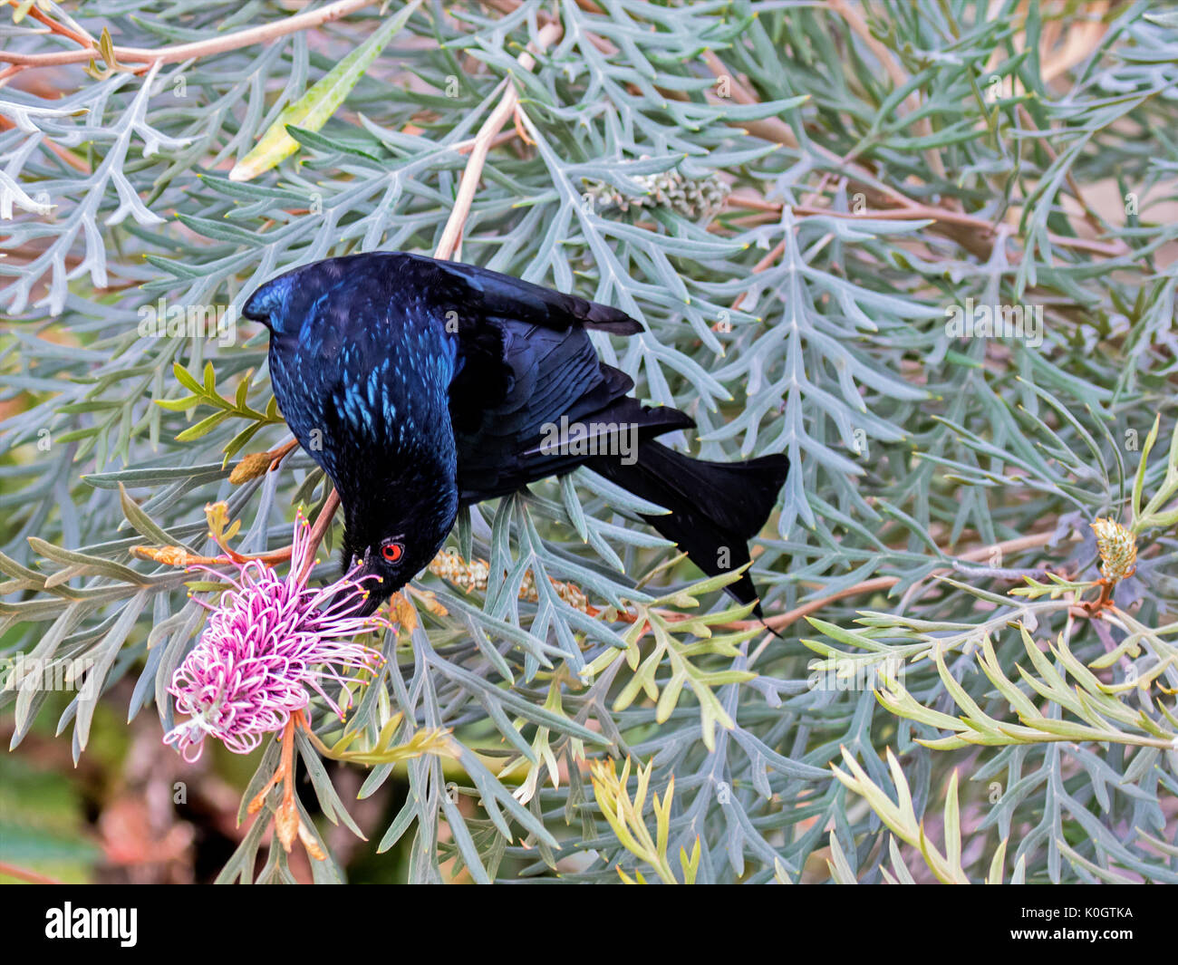 Spangled Drongo Stockfoto