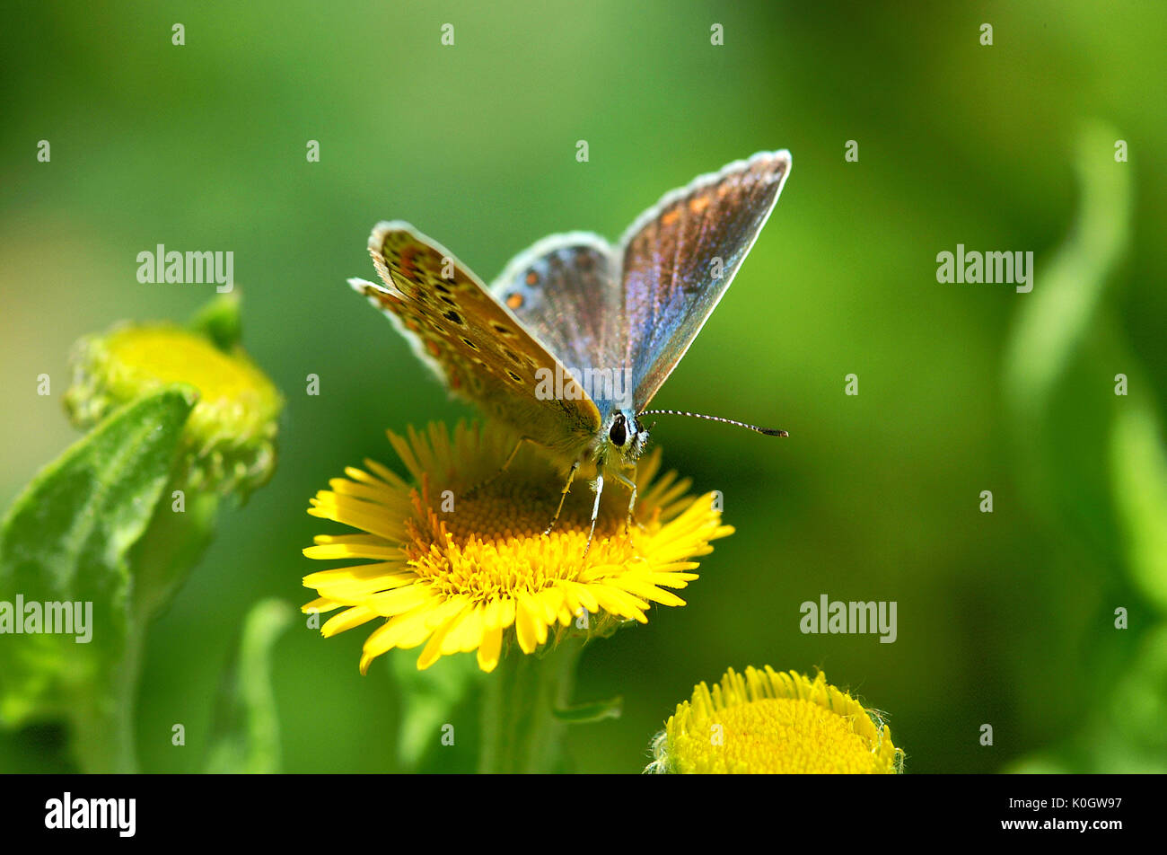 Gemeinsame Blauer Schmetterling (Polyommatus Icarus) Stockfoto