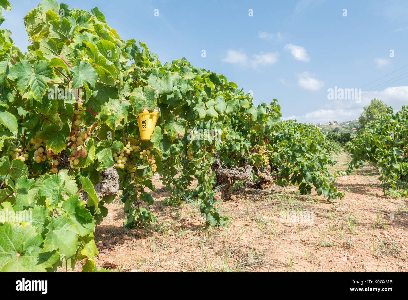 Biologische Kontrolle von Ceratitis capitata - Mittelmeerfruchtfliege - durch den Einsatz von Pheromonen in Grapevine in Spanien, Europa Stockfoto