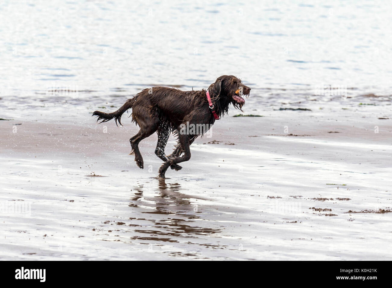 Wer die Hunde aus! Hunde am Strand trainieren, spielen, laufen, springen und Scherzen auf Tag Der schöne Sommer auf einer von Devon's feinsten Strand. Stockfoto