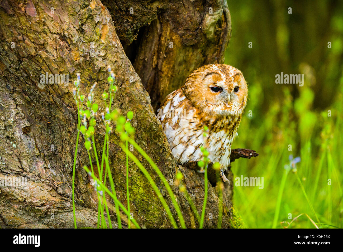 Waldkauz in der Bole eines Baumes Stockfoto