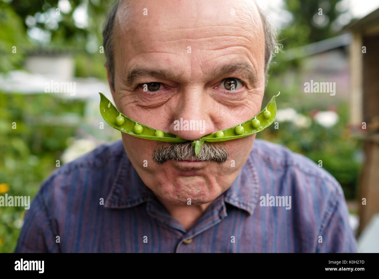 Ein älterer Mann ist Durchgeklickt. Er hält eine Erbse pod in der Nähe von seinem Gesicht wie ein Schnurrbart Stockfoto