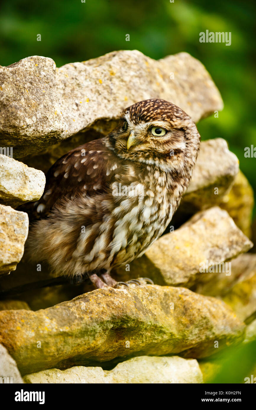 Kleine Eule Hocken auf einer trockenen Steinmauer Stockfoto