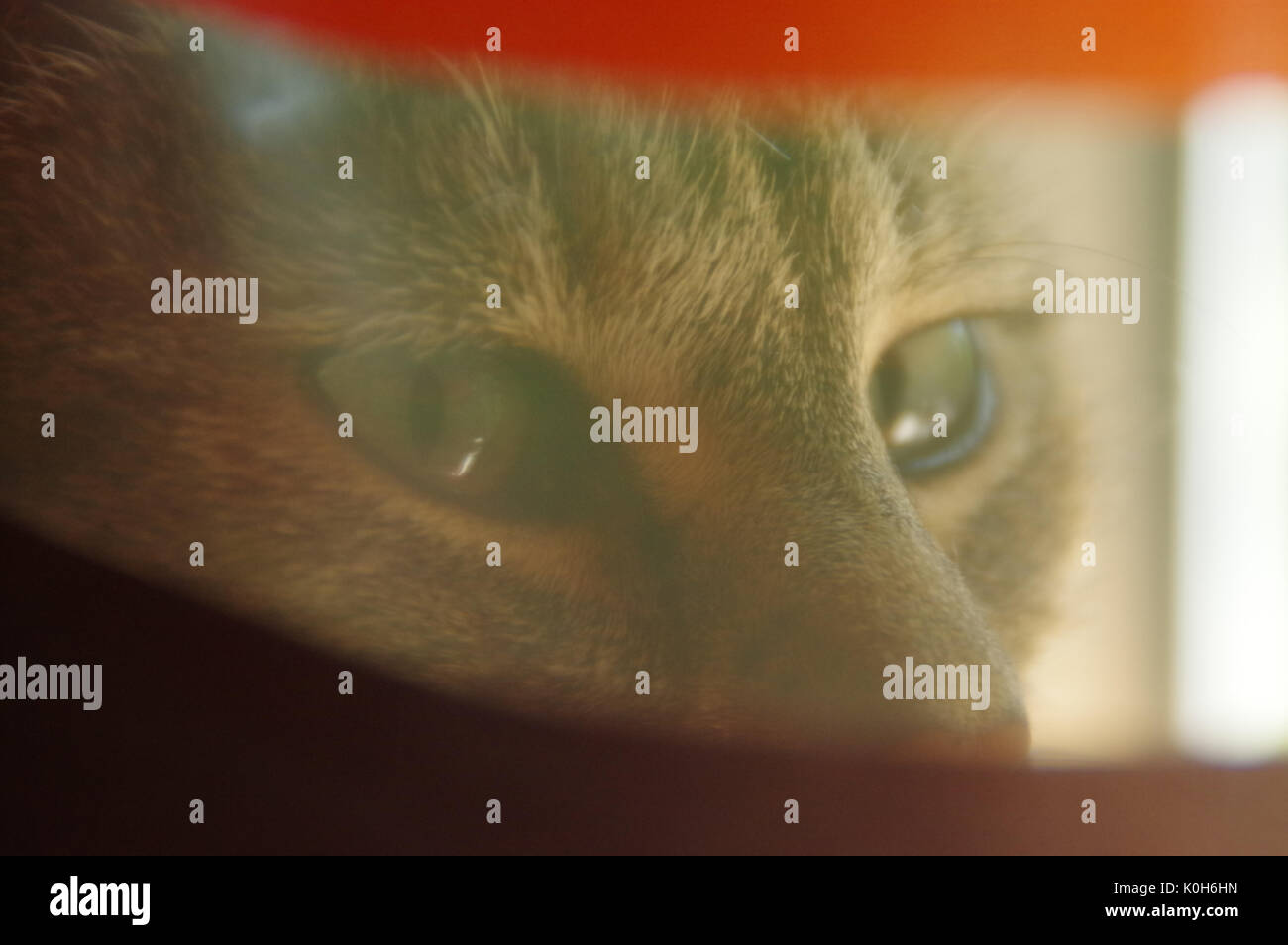 Die Hauskatze sitzt und schaut hinter die Kulissen Stockfoto