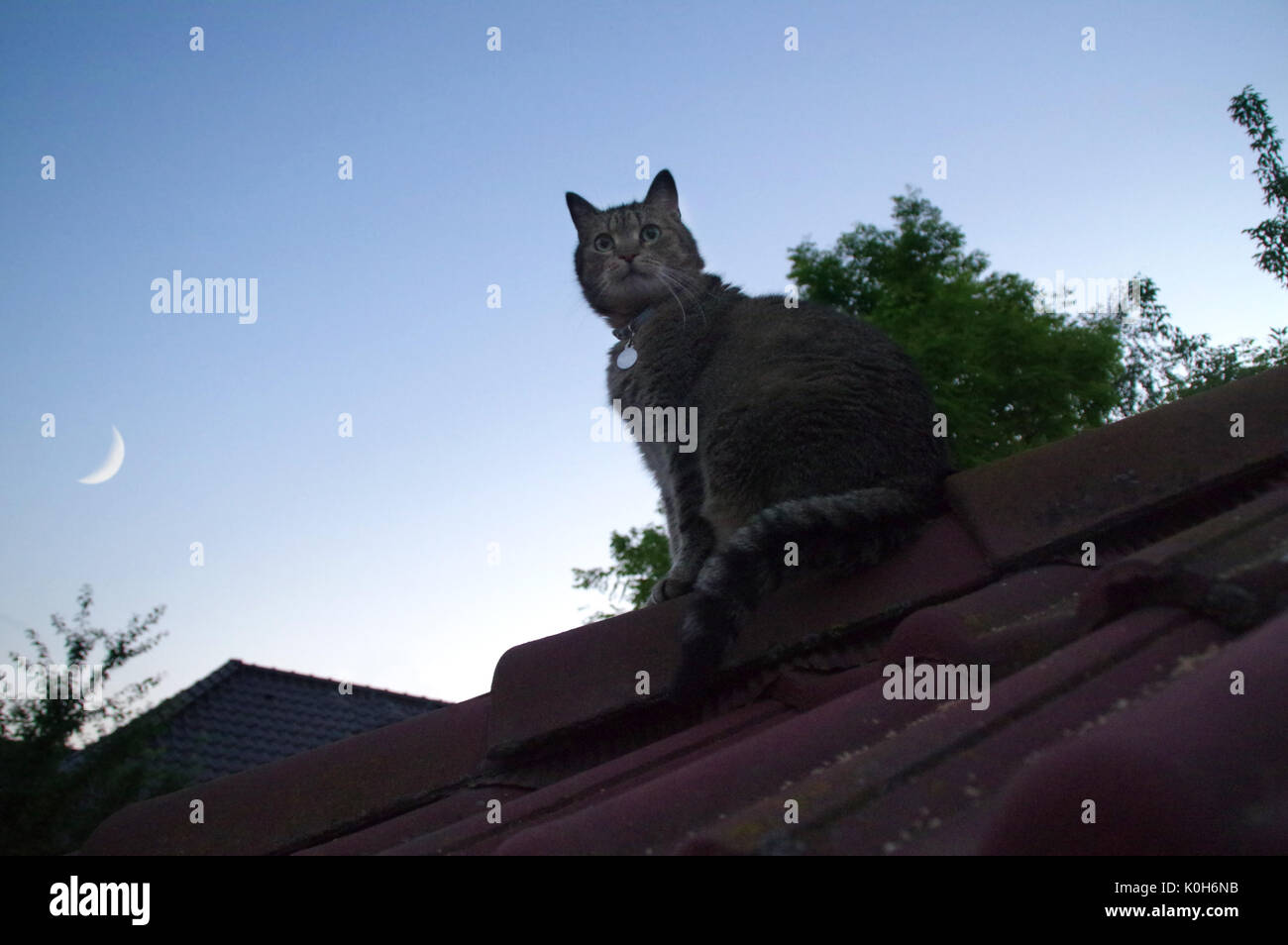 Inländische Katze sitzt auf dem Dach und Himmel mit Mond Stockfoto