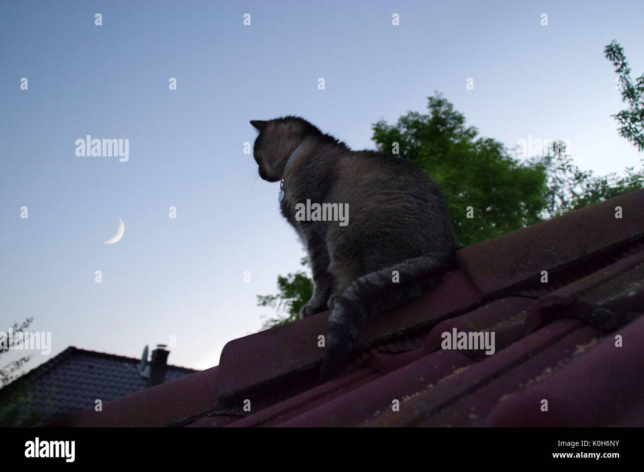 Inländische Katze sitzt auf dem Dach und Himmel mit Mond Stockfoto