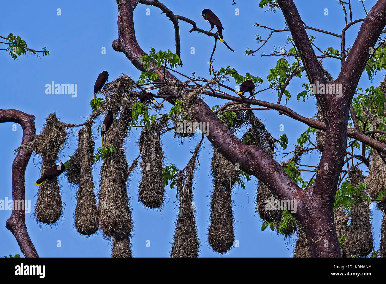 Gruppe von Psarocolius decumanus Verschachtelung in Cosa Rica Stockfoto