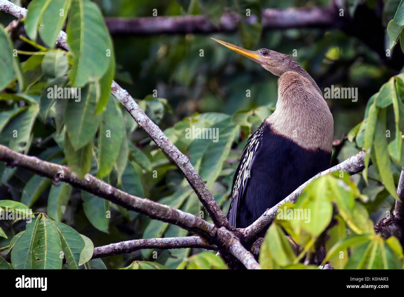 Anhinga in Tortuguero National Park Stockfoto