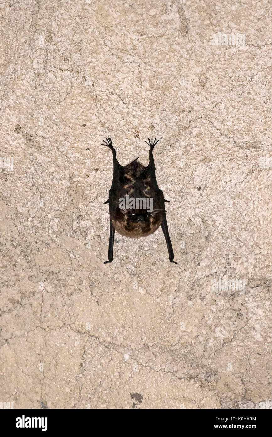 Bat hängen an einer Wand in Tortugero Stockfoto