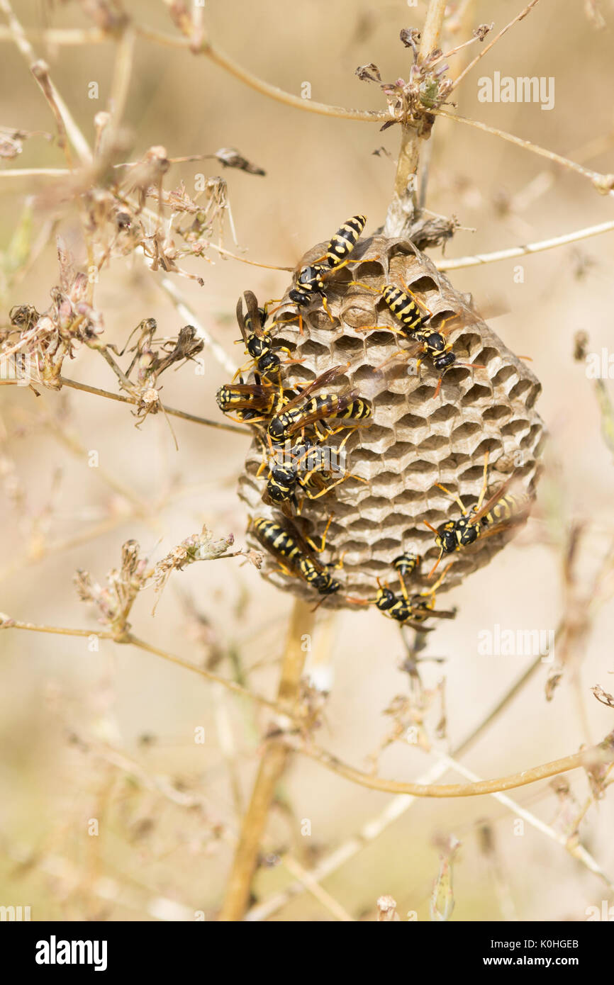 European Paper Wasp Nest - feldwespe dominula - in Gräsern Stockfoto