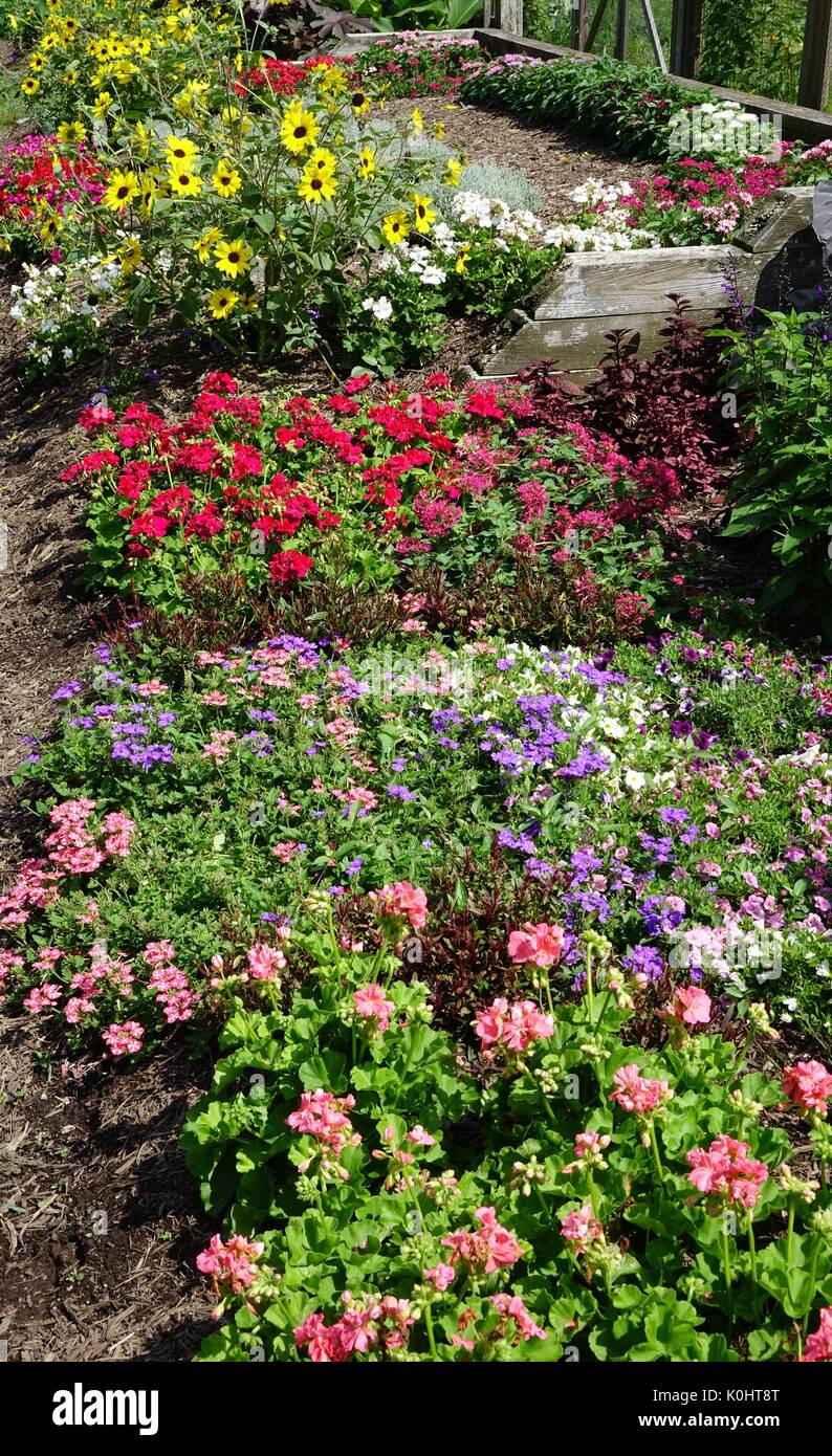 Blütenpracht in der Lacey Anzeige Garten, Rutgers Gardens, New Brunswick, New Jersey Stockfoto