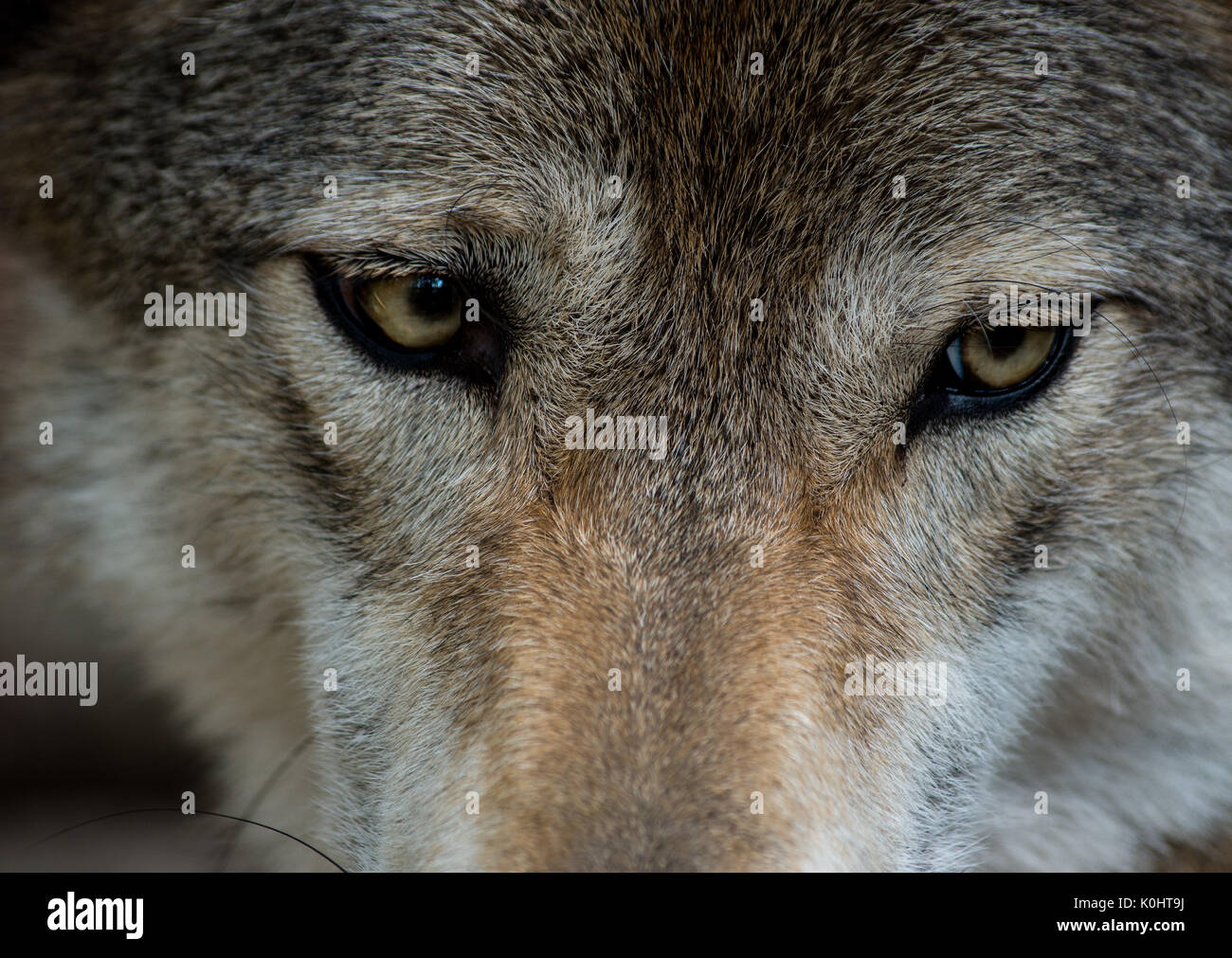 Nahaufnahme der Augen Der Graue Wolf Stockfoto