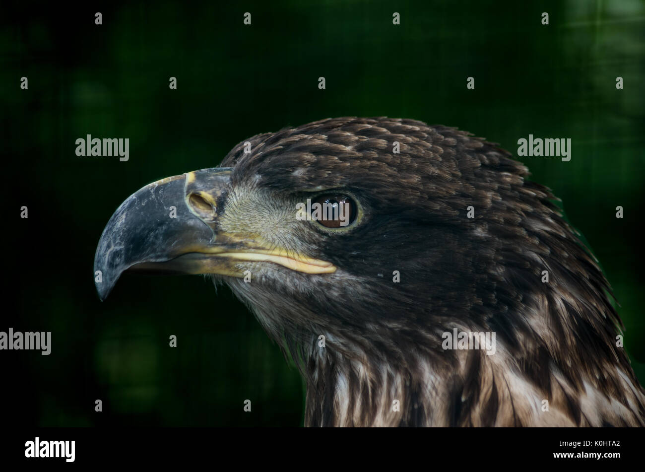 Kopf geschossen von einem goldenen Adler Stockfoto