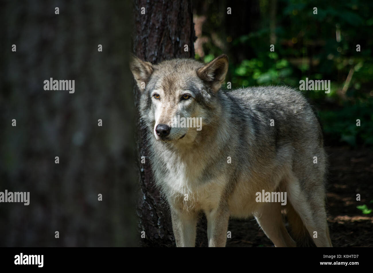 Grauer Wolf betreut am Adirondack wildlife Nature Center in Wilmington New York Stockfoto