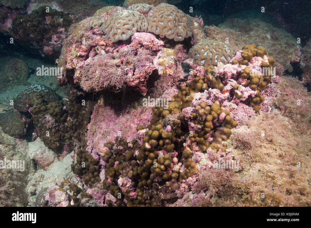 Reef coral Gattung madracis decactis madracis, Arten, Unterwasser Queimada Grande Insel, Südosten Brasiliens Stockfoto