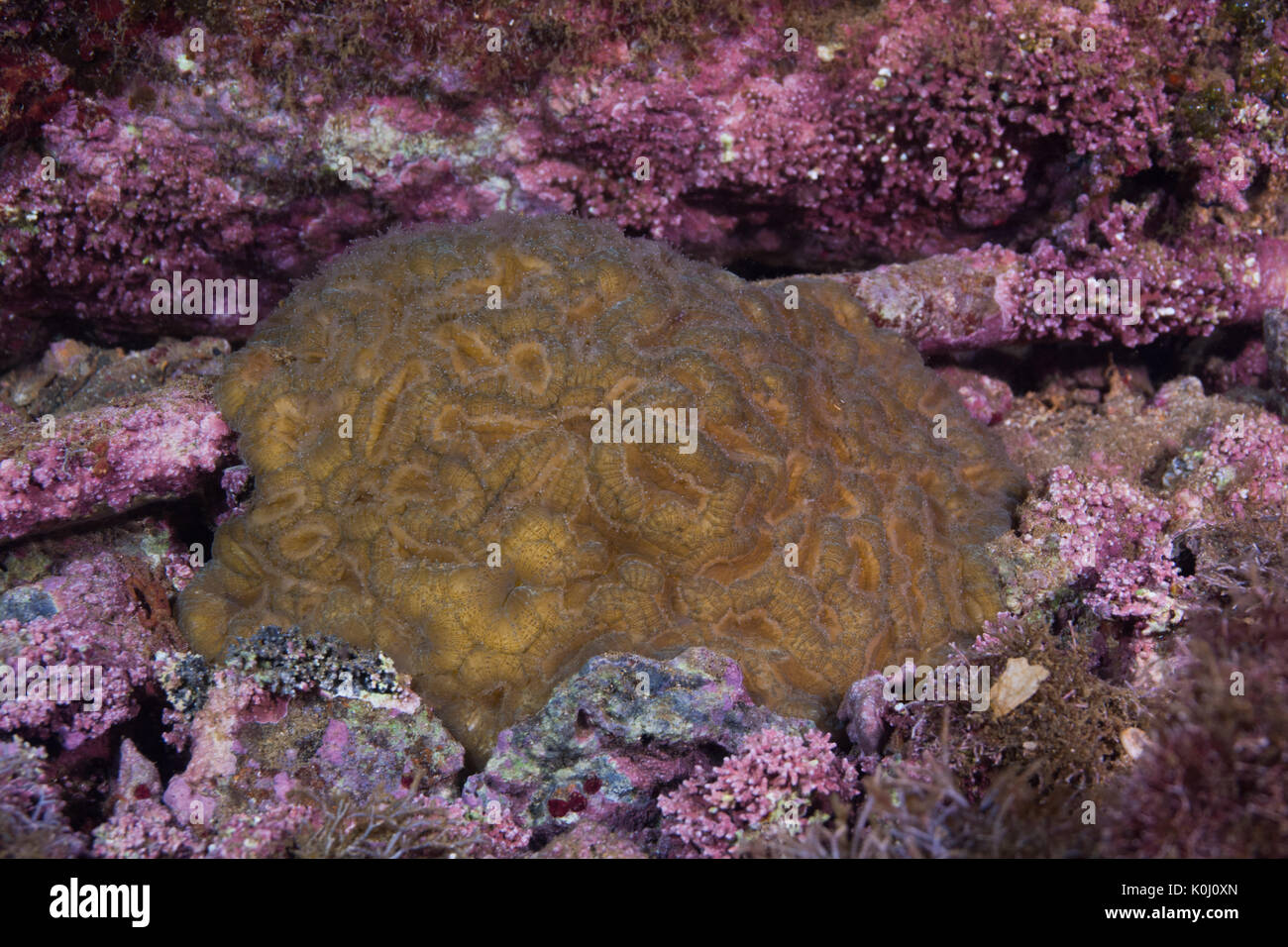 Coral Gattung mussismilia Unterwasser Ilha da Queimada Grande, Südosten Brasiliens Stockfoto