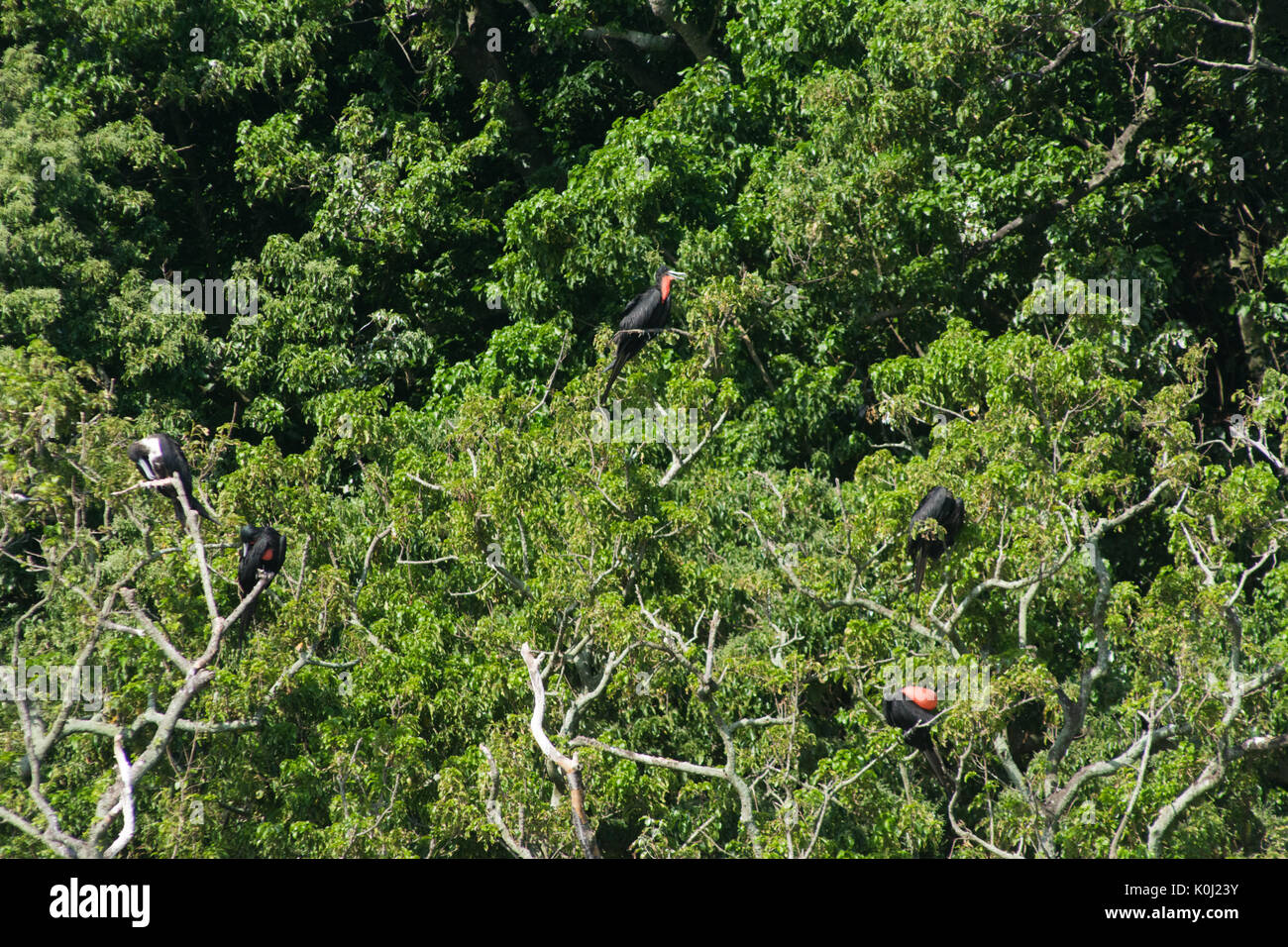 Seevogel An Baumen Auf Ilha Da Queimada Grande Insel Sao Paulo State Ufer Brasilien Stockfotografie Alamy